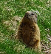 30 Marmotta in sentinella !